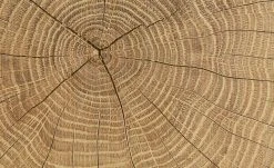 Vitrine Cortina | Weiß / Eiche Altholz (Nachbildung) -Komm Store 12204468 8 202106232232