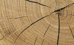 Vitrine Cortina | Weiß / Eiche Altholz (Nachbildung) -Komm Store 12204469 4 201908222239