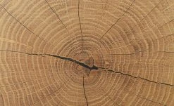 Vitrine Cortina | Schwarz / Eiche Altholz (Nachbildung) -Komm Store 13207049 8 202206231234