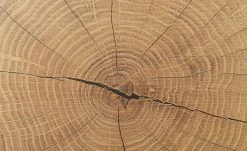 Vitrine Cortina | Schwarz / Eiche Altholz (Nachbildung) -Komm Store 13207050 11 202206301235