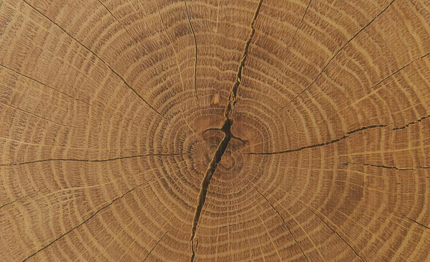 Barschrank Cortina | Eiche Altholz (Nachbildung) / Schwarz 12 Barschrank Cortina | Eiche Altholz (Nachbildung) / Schwarz – Bild 12